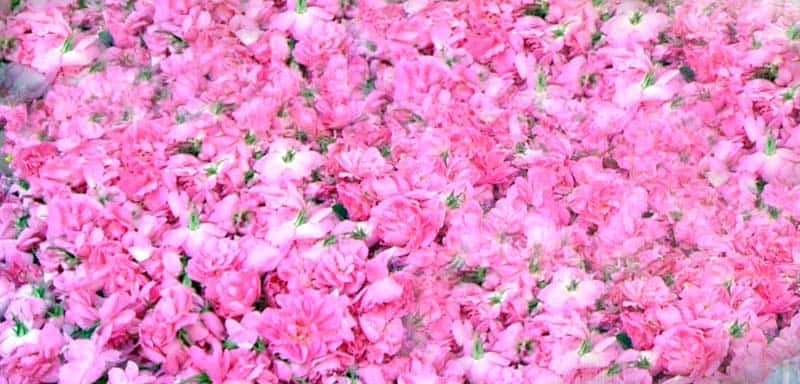 قیمت گلاب سبک با کیفیت ارزان + خرید عمده